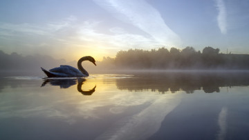 Картинка животные лебеди daisy nook country park england утро лебедь фэйлзуорт crime lake озеро крим failsworth птица отражение туман англия