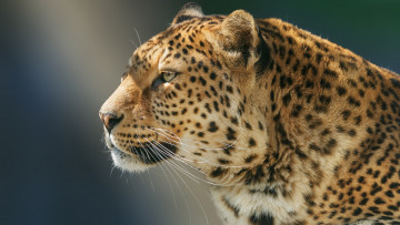 Картинка животные леопарды леопард зверь профиль