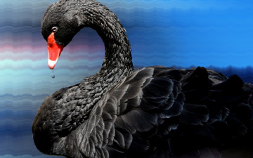 Картинка животные лебеди капли лебедь черный