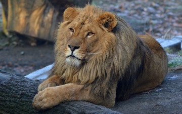 Картинка животные львы грива бревно лев