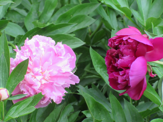 Обои картинки фото цветы, пионы, весна, 2018