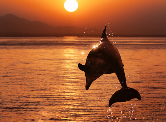 Обои картинки фото животные, дельфины, закат, море, дельфин, прыжок, брызги