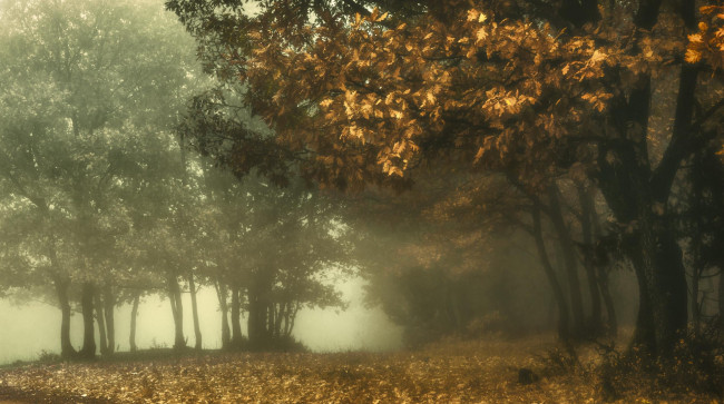 Обои картинки фото природа, деревья, туман, осень