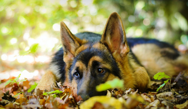 Обои картинки фото животные, собаки, листья, собака, овчарка, осень