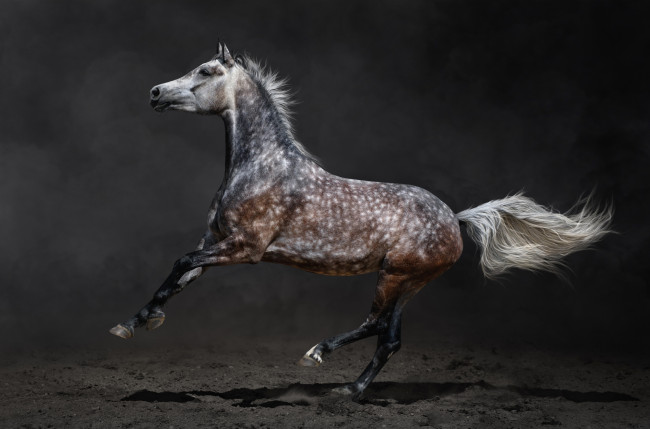 Обои картинки фото животные, лошади, песок, конь, серый, в, яблоко, лошадь