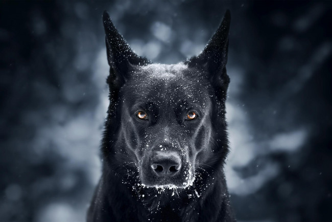 Обои картинки фото животные, собаки, иней, морда, черный, пес