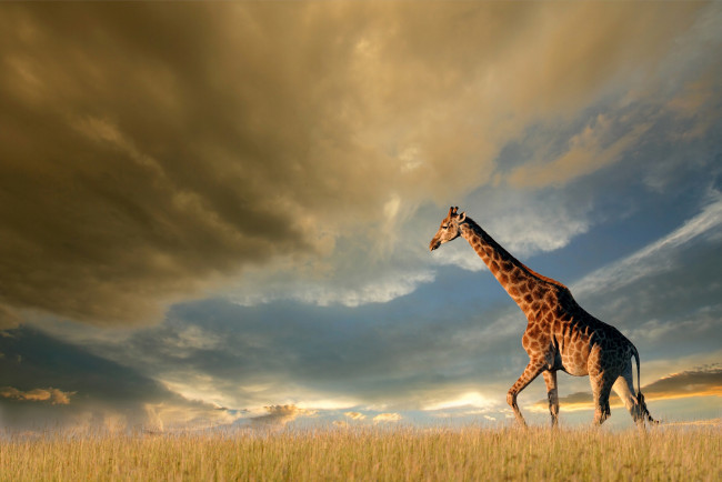 Обои картинки фото животные, жирафы, трава, небо, облака, тучи, солнце, природа, поле, жираф