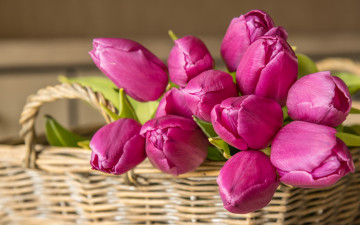 обоя цветы, тюльпаны, корзинка, розовые, бутоны