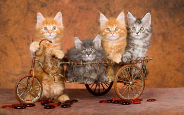 Картинка пушистики животные коты котята комочки шерсти няшные существа да и лучшие друзья человека мур мяу