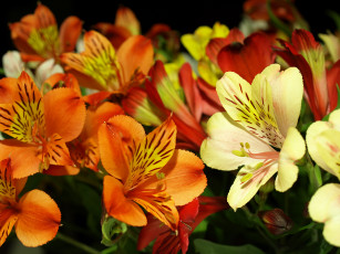 Картинка цветы альстромерия разноцветная