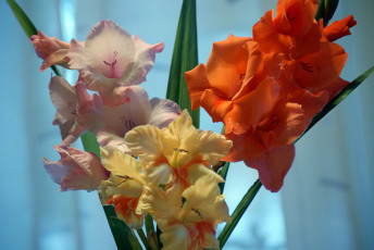 Картинка цветы гладиолусы букет разноцветные