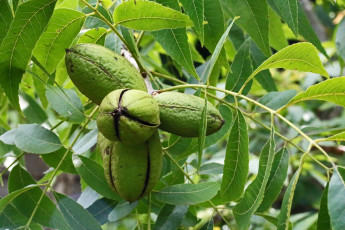 Картинка pecan+nuts природа плоды pecan nuts
