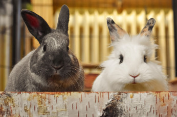Картинка животные кролики +зайцы