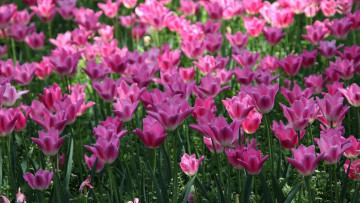 Картинка цветы тюльпаны розовые бутоны много
