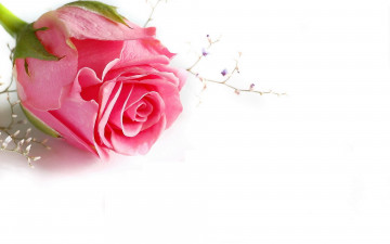 Картинка цветы розы роза розовая