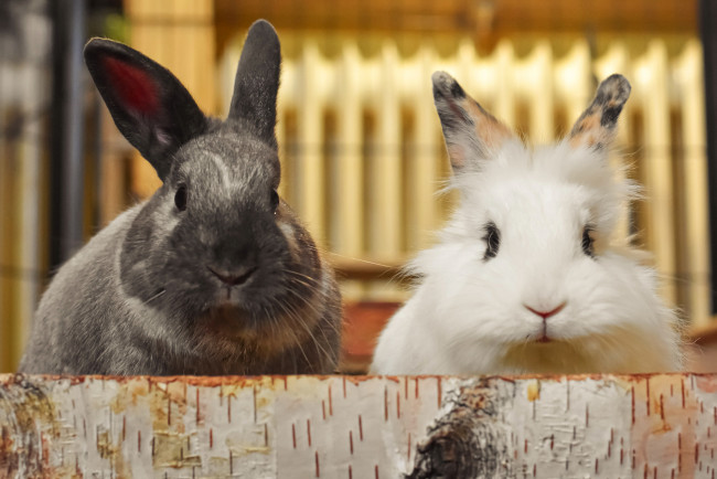 Обои картинки фото животные, кролики,  зайцы