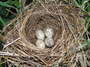 Картинка гнездо серой славки животные гнезда птиц