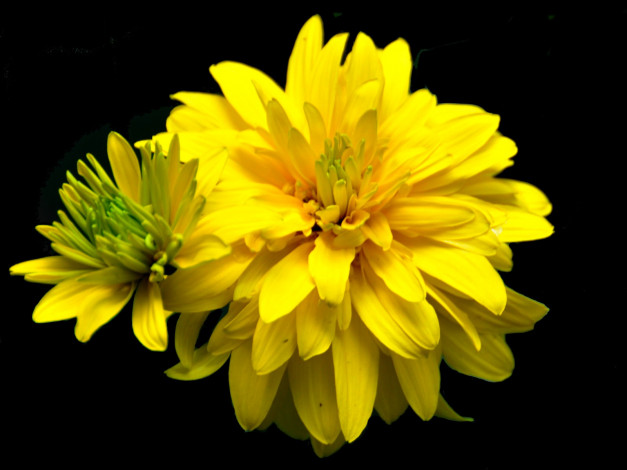 Обои картинки фото цветы, рудбекия