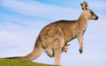 Картинка животные кенгуру