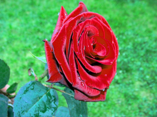 Картинка цветы розы лепестки листья красные