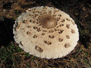 Картинка зонтик природа грибы широкая шляпка