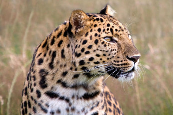 Картинка животные леопарды кошка хищник