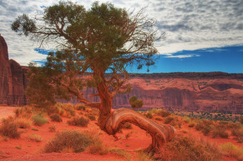 Картинка природа деревья оранжевый корни пустыня карьер