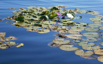 Картинка цветы лилии водяные нимфеи кувшинки листья вода
