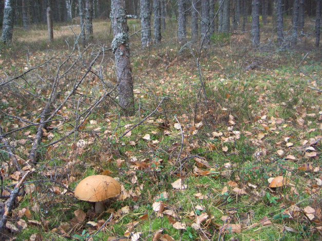 Обои картинки фото природа, грибы, лес, ветки