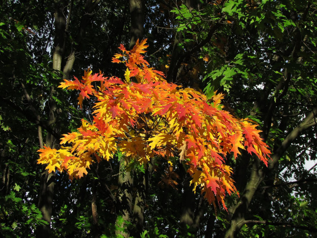 Обои картинки фото природа, листья, желтый, красный, зеленый, осень