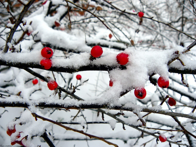 Обои картинки фото природа, Ягоды, снег, ветки