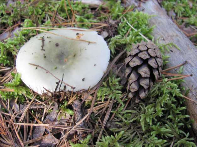 Обои картинки фото сыроежка, природа, грибы, шишка, иголки, мох