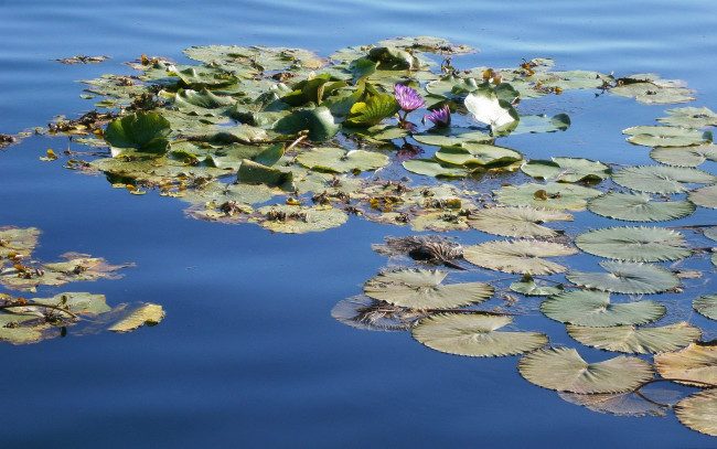 Обои картинки фото цветы, лилии, водяные, нимфеи, кувшинки, листья, вода