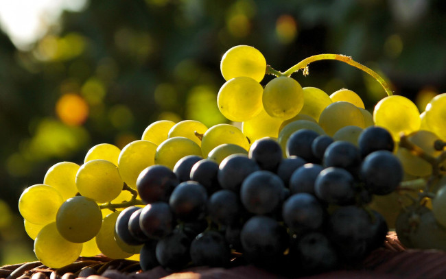 Обои картинки фото еда, виноград, гроздья