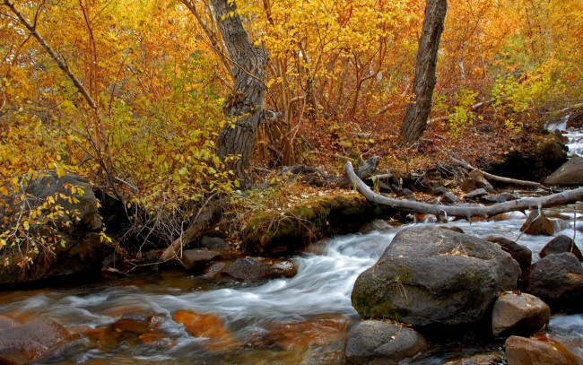 Обои картинки фото природа, реки, озера, лес, камни, река, осень, деревья