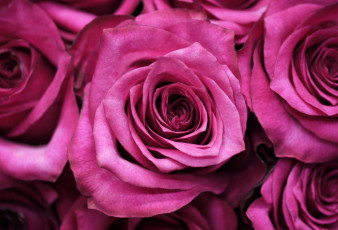 Картинка цветы розы лиловый макро лепестки