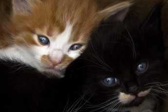Картинка животные коты котята мордочки рыжий черный