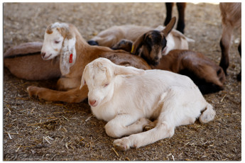 Картинка животные козы