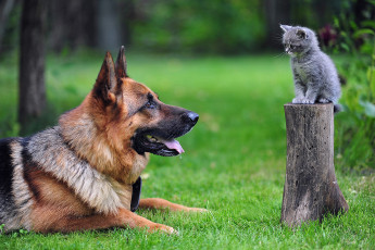 Картинка животные разные вместе овчарка котенок собака серый сидит пенек трава зелень