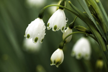 обоя цветы, подснежники, белоцветник, белый, трогательно, капли, весна