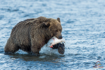 Картинка животные медведи добыча вода рыба