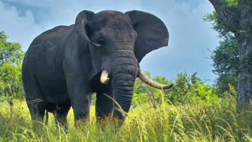 Картинка elephant животные слоны слон трава саванна