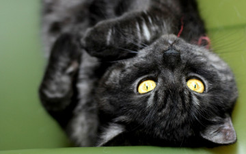 Картинка cat животные коты глазищи кот взгляд