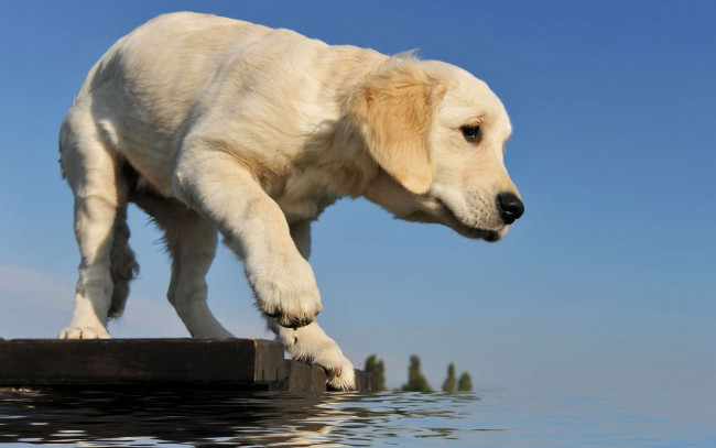 Обои картинки фото животные, собаки, мостик, лапа, вода
