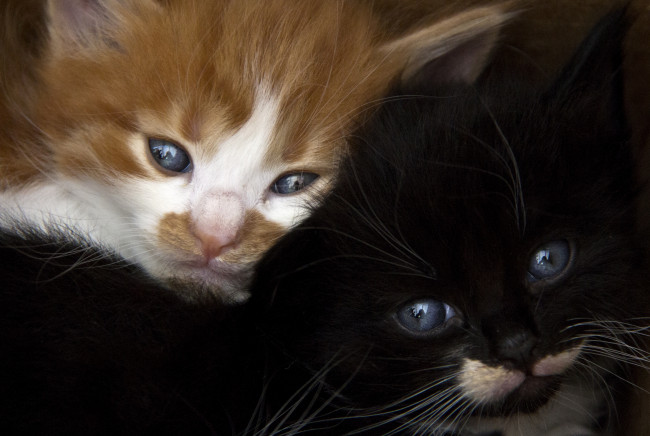 Обои картинки фото животные, коты, котята, мордочки, рыжий, черный