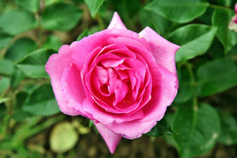 Картинка цветы розы лепестки бутон роза