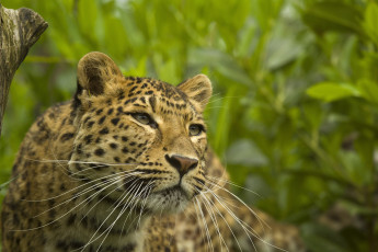 Картинка животные леопарды леопард интерес внимание взгляд вверх морда