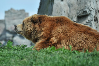 Картинка животные медведи профиль медведь