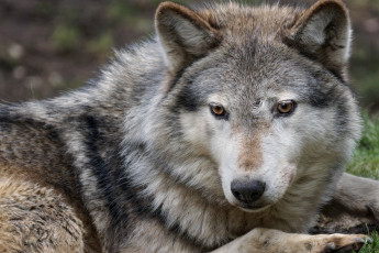 Картинка животные волки портрет