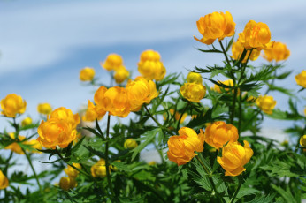 Картинка цветы калужницы лютики желтый